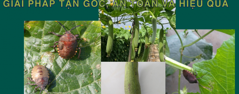 DAC TRI BO XIT HAI MUOP GIAI PHAP TAN GOC AN TOAN VA HIEU QUA