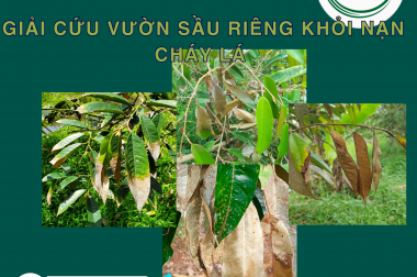 GIẢI CỨU VƯỜN SẦU RIÊNG KHỎI NẠN CHÁY LÁ VỚI CẶP ĐÔI HOÀN HẢO PROZAMIDE 300SC + MITOP ONE 390SC
