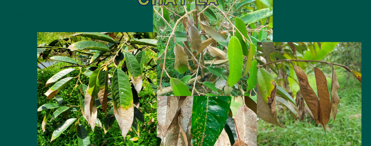 GIAI CUU VUON SAU RIENG KHOI NAN CHAY LA