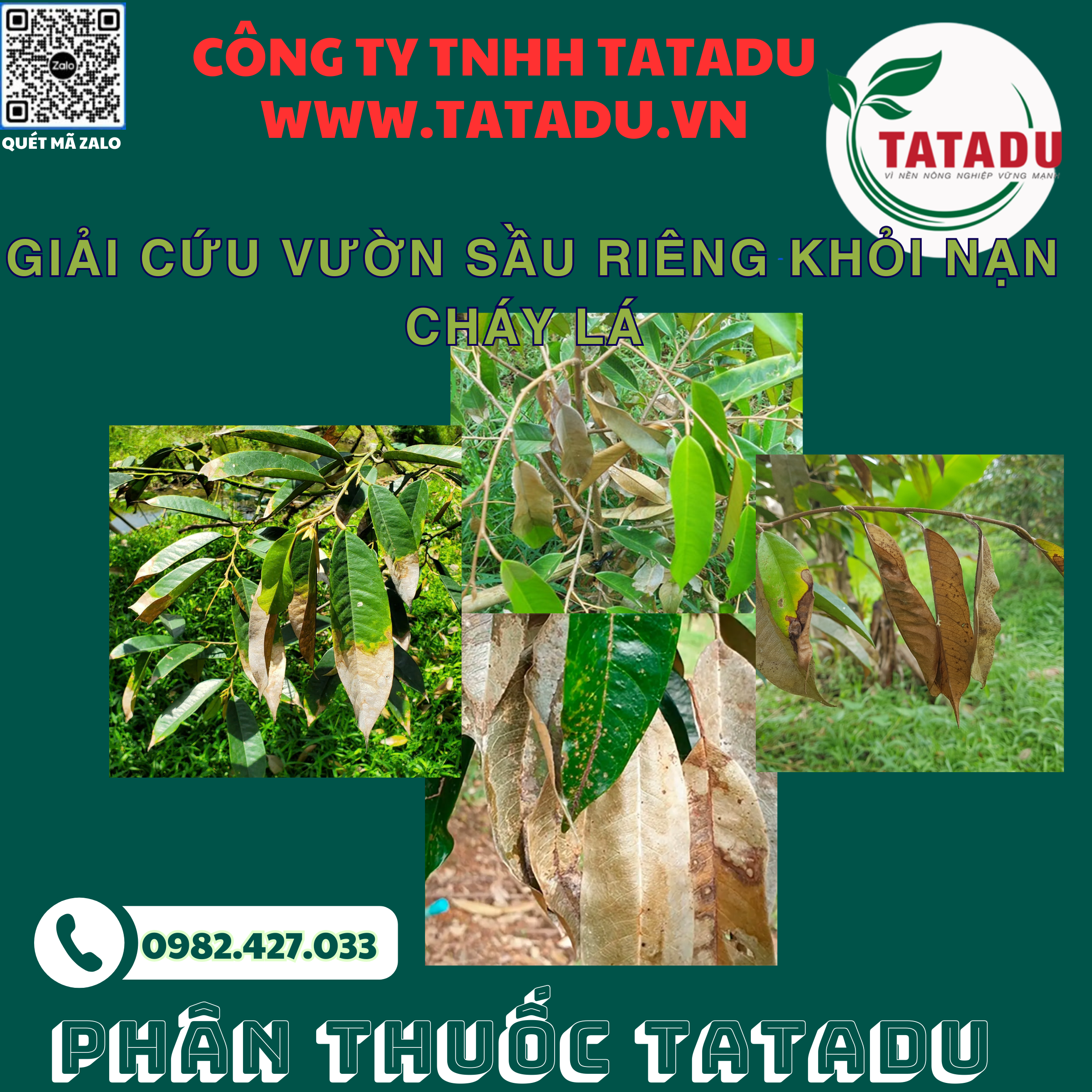 GIAI CUU VUON SAU RIENG KHOI NAN CHAY LA