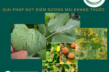 GIẢI PHÁP DỨT ĐIỂM SƯƠNG MAI KHÁNG THUỐC BẰNG CẶP ĐÔI SUONGMAI-GOLD VÀ AZOPROTOP