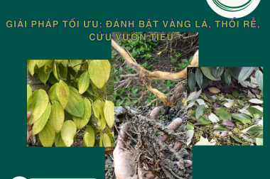 GIẢI PHÁP TỐI ƯU: ĐÁNH BẬT VÀNG LÁ, THỐI RỄ, CỨU VƯỜN TIÊU VỚI BỘ ĐÔI MITOP ONE + SUNCOLEX