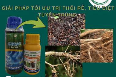 BỘ ĐÔI HOÀN HẢO: SẠCH BỆNH AGRI VÀ KHUẨN BẠC HÀ – GIẢI PHÁP TỐI ƯU TRỊ THỐI RỄ, TIÊU DIỆT TUYẾN TRÙNG