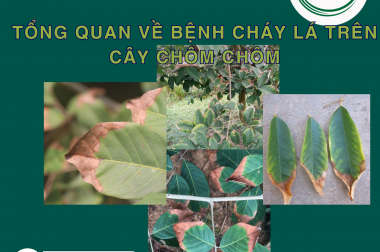 TỔNG QUAN VỀ BỆNH CHÁY LÁ TRÊN CÂY CHÔM CHÔM