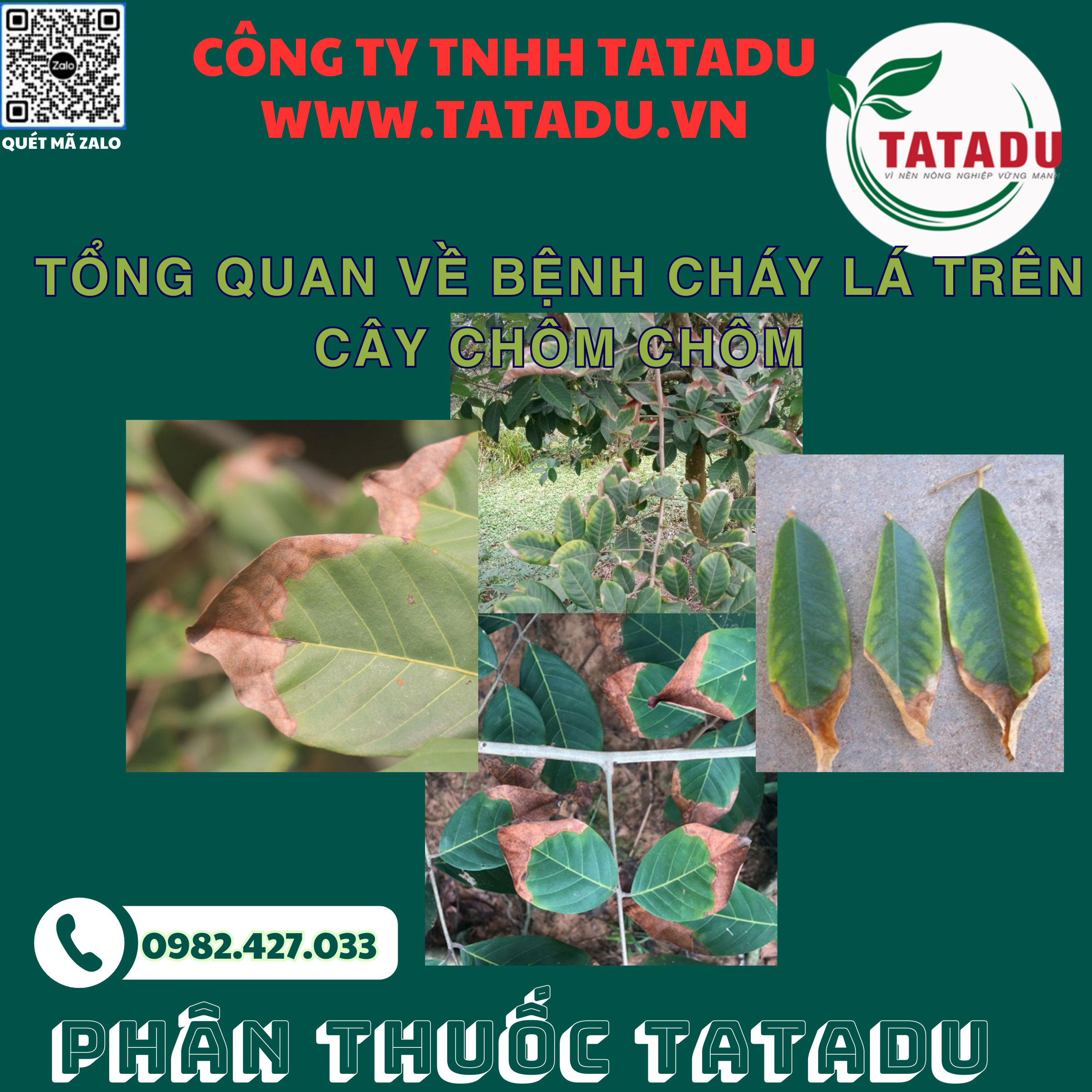 TONG QUAN VE BENH CHAY LA TREN CAY CHOM CHOM