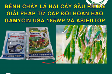 BỆNH CHÁY LÁ HẠI CÂY SẦU RIÊNG – GIẢI PHÁP TỪ CẶP ĐÔI HOÀN HẢO GAMYCIN USA 185WP VÀ ASIEUTOP!