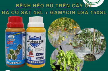 BỆNH HÉO RŨ TRÊN CÂY ỚT – NGUYÊN NHÂN VÀ GIẢI PHÁP HIỆU QUẢ VỚI SAT 4SL & GAMYCINUSA 150SL