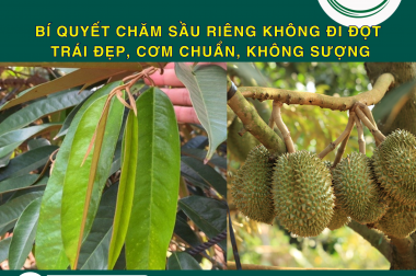 BÍ QUYẾT CHĂM SẦU RIÊNG KHÔNG ĐI ĐỌT – TRÁI ĐẸP, CƠM CHUẨN, KHÔNG SƯỢNG