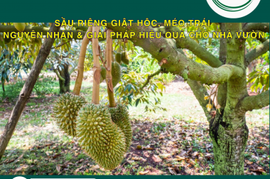 SẦU RIÊNG GIẬT HỘC, MÉO TRÁI – NGUYÊN NHÂN & GIẢI PHÁP HIỆU QUẢ CHO NHÀ VƯỜN