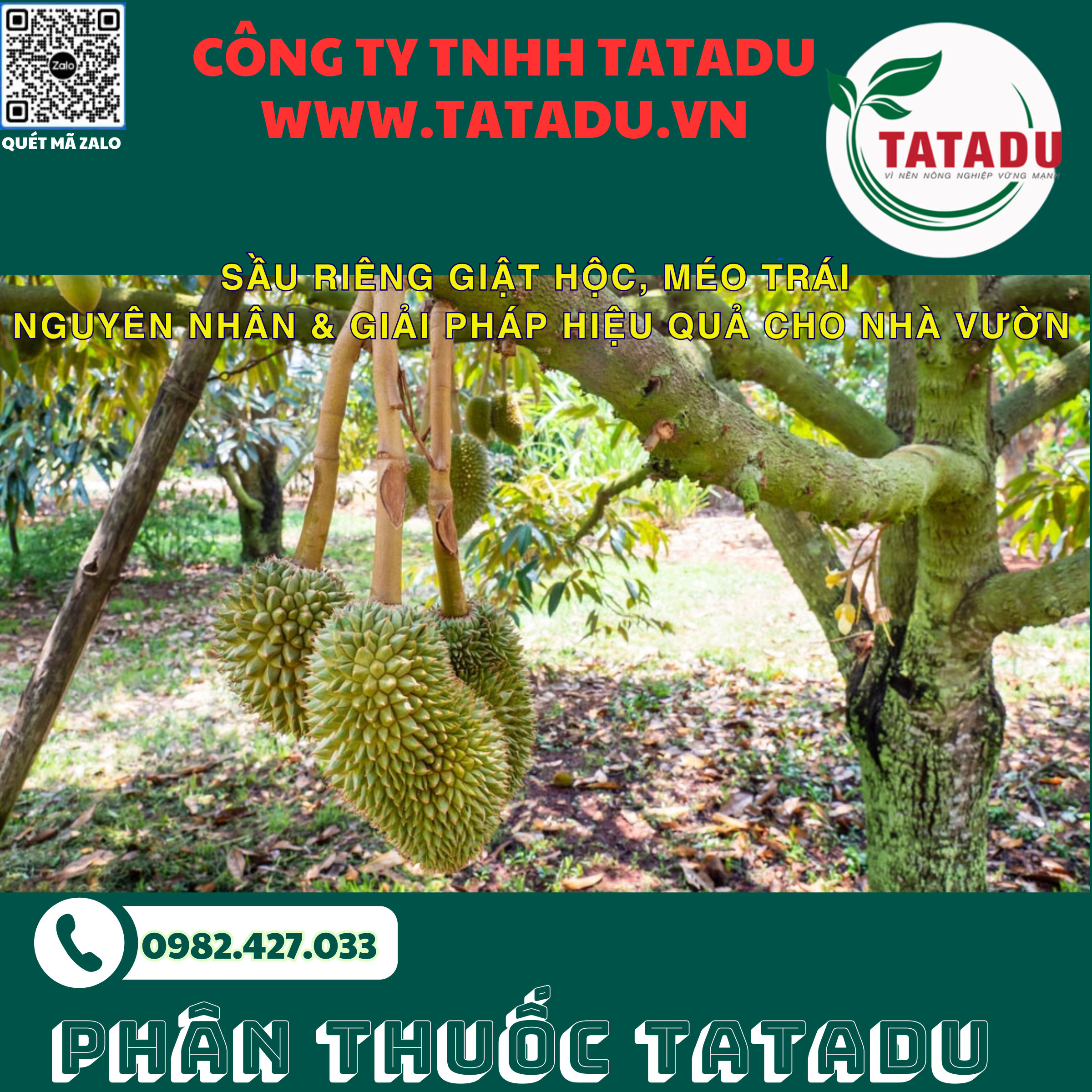 SAU RIENG GIAT HOC MEO TRAI NGUYEN NHAN GIAI PHAP HIEU QUA CHO NHA VUON