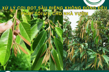 XỬ LÝ CƠI ĐỌT SẦU RIÊNG KHÔNG ĐỒNG ĐỀU – GIẢI PHÁP TỐI ƯU CHO NHÀ VƯỜN