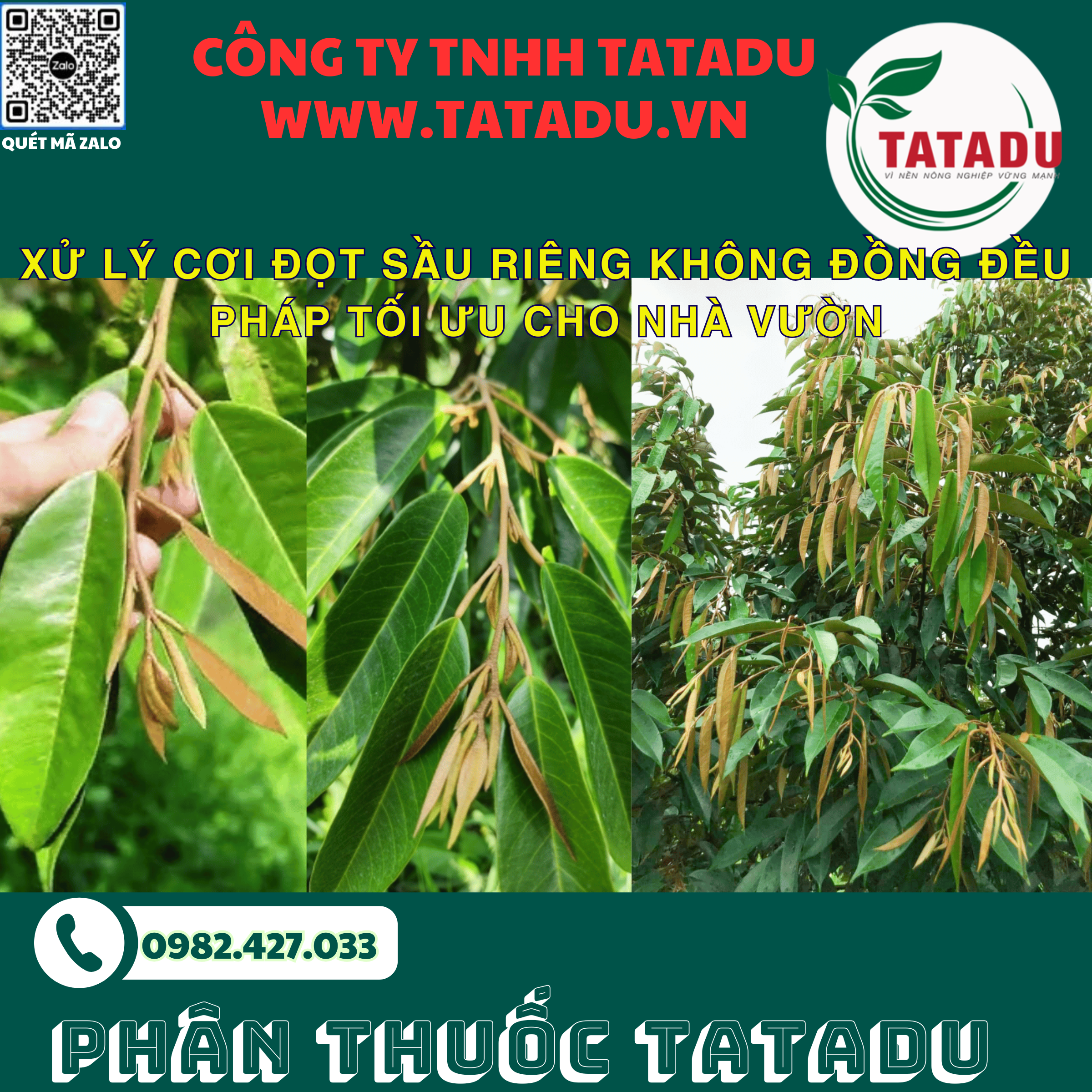 XU LY COI DOT SAU RIENG KHONG DONG DEU PHAP TOI UU CHO NHA VUON