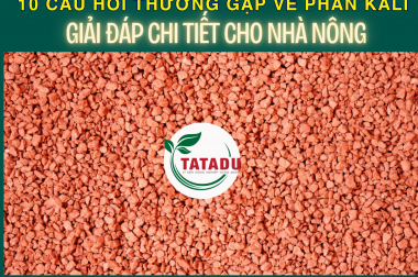 10 CÂU HỎI THƯỜNG GẶP VỀ PHÂN KALI – GIẢI ĐÁP CHI TIẾT CHO NHÀ NÔNG