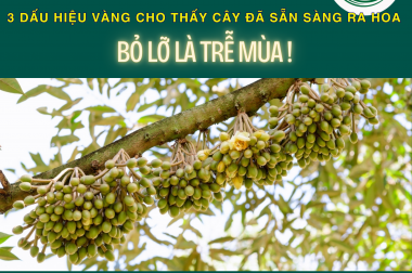 3 DẤU HIỆU VÀNG CHO THẤY CÂY ĐÃ SẴN SÀNG RA HOA – BỎ LỠ LÀ TRỄ MÙA!