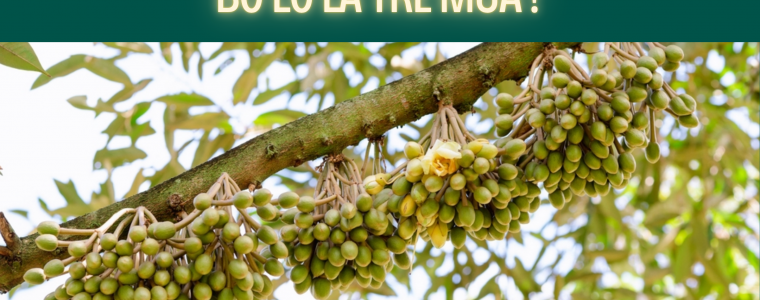 3 DAU HIEU VANG CHO THAY CAY DA SAN SANG RA HOA – BO LO LA TRE MUA