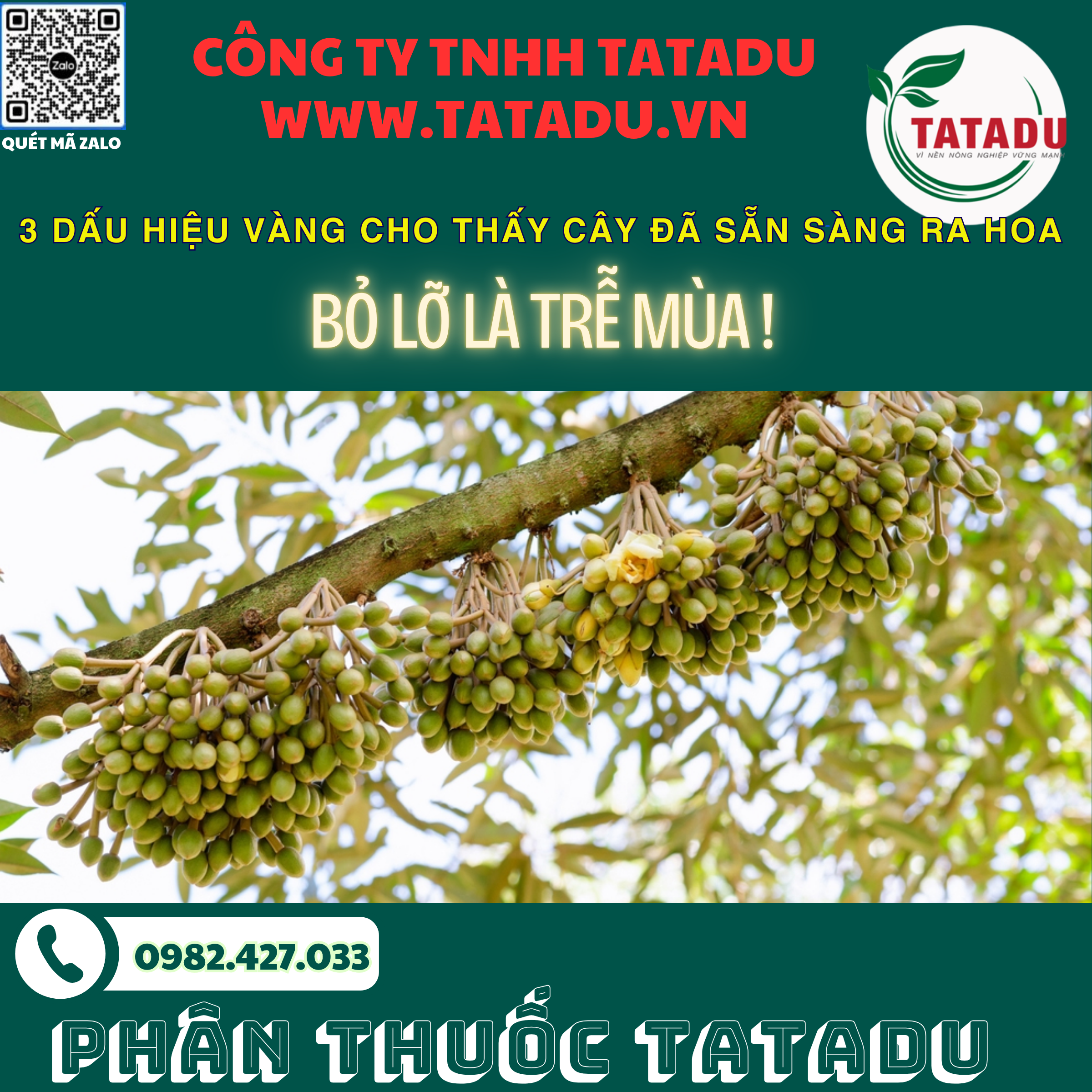 3 DAU HIEU VANG CHO THAY CAY DA SAN SANG RA HOA – BO LO LA TRE MUA