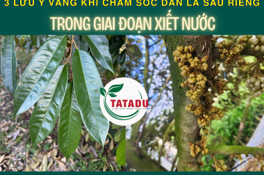 3 LƯU Ý VÀNG KHI CHĂM SÓC DÀN LÁ SẦU RIÊNG TRONG GIAI ĐOẠN XIẾT NƯỚC