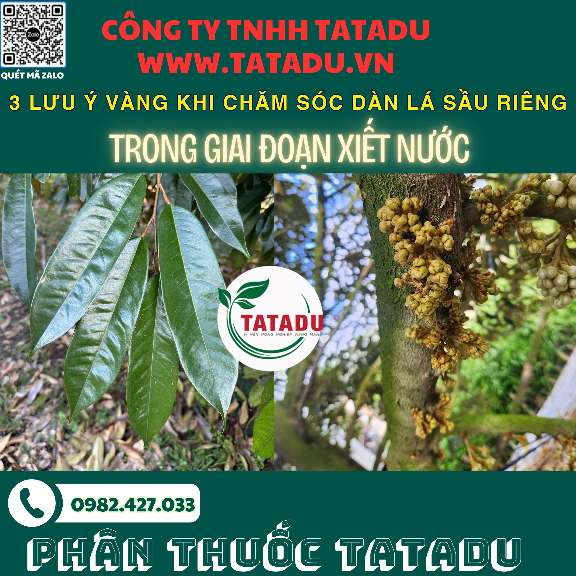 3 LUU Y VANG KHI CHAM SOC DAN LA SAU RIENG TRONG GIAI DOAN XIET NUOC