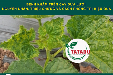 BỆNH KHẢM TRÊN CÂY DƯA LƯỚI – NGUYÊN NHÂN, TRIỆU CHỨNG VÀ CÁCH PHÒNG TRỊ HIỆU QUẢ
