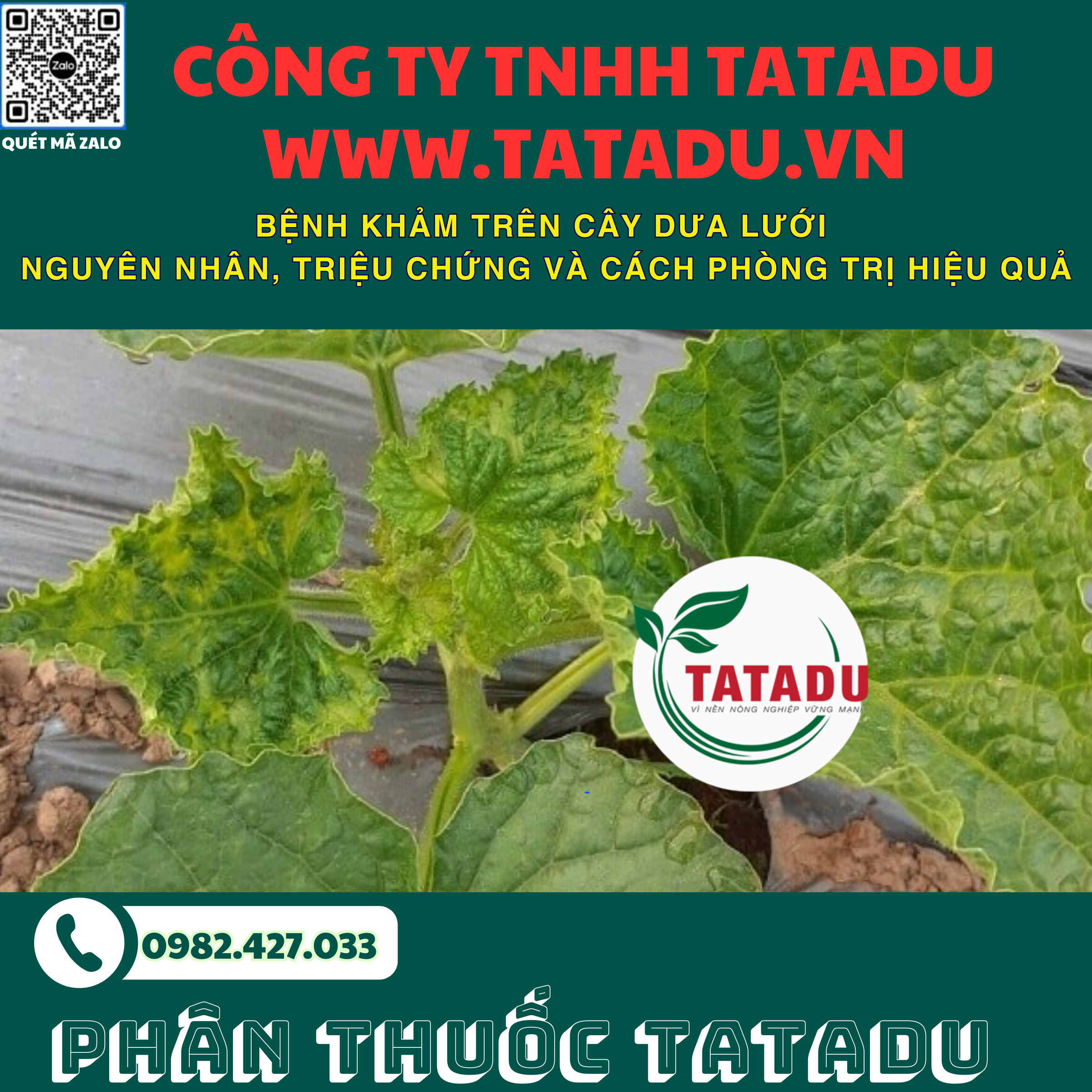 BENH KHAM TREN CAY DUA LUOI NGUYEN NHAN TRIEU CHUNG VA CACH PHONG TRI HIEU QUA