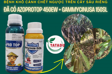 BỆNH KHÔ CÀNH CHẾT NGƯỢC TRÊN CÂY SẦU RIÊNG VÀ BIỆN PHÁP PHÒNG TRỪ