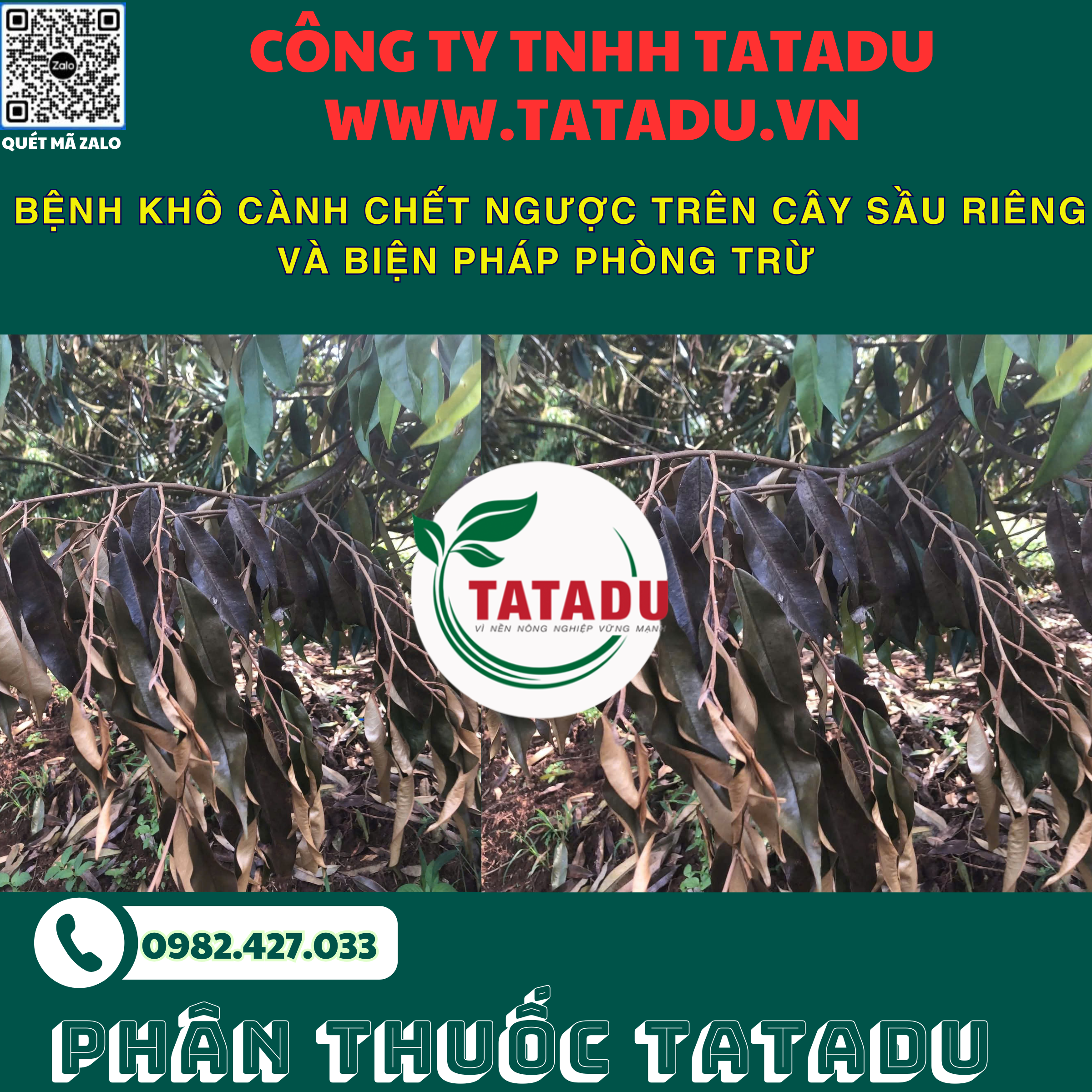 BENH KHO CANH CHET NGUOC TREN CAY SAU RIENG VA BIEN PHAP PHONG TRU