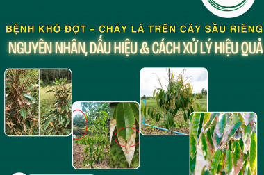 BỆNH KHÔ ĐỌT – CHÁY LÁ TRÊN CÂY SẦU RIÊNG: NGUYÊN NHÂN, DẤU HIỆU VÀ CÁCH XỬ LÝ HIỆU QUẢ