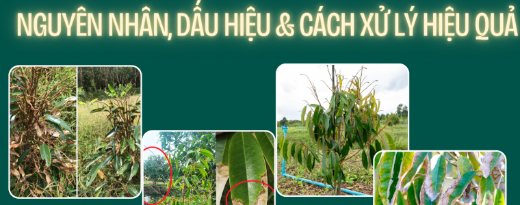 BENH KHO DOT – CHAY LA TREN CAY SAU RIENG
