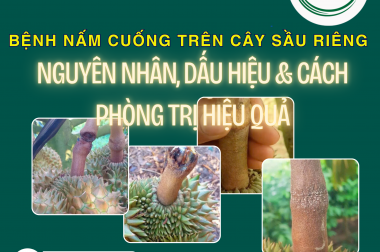 BỆNH NẤM CUỐNG TRÊN CÂY SẦU RIÊNG – NGUYÊN NHÂN, DẤU HIỆU & CÁCH PHÒNG TRỊ HIỆU QUẢ
