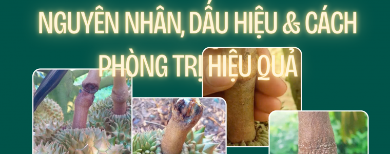 BENH NAM CUONG TREN CAY SAU RIENG