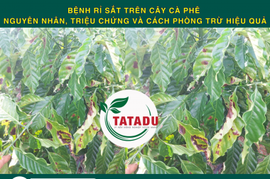 BỆNH RỈ SẮT TRÊN CÂY CÀ PHÊ – NGUYÊN NHÂN, TRIỆU CHỨNG VÀ CÁCH PHÒNG TRỪ HIỆU QUẢ