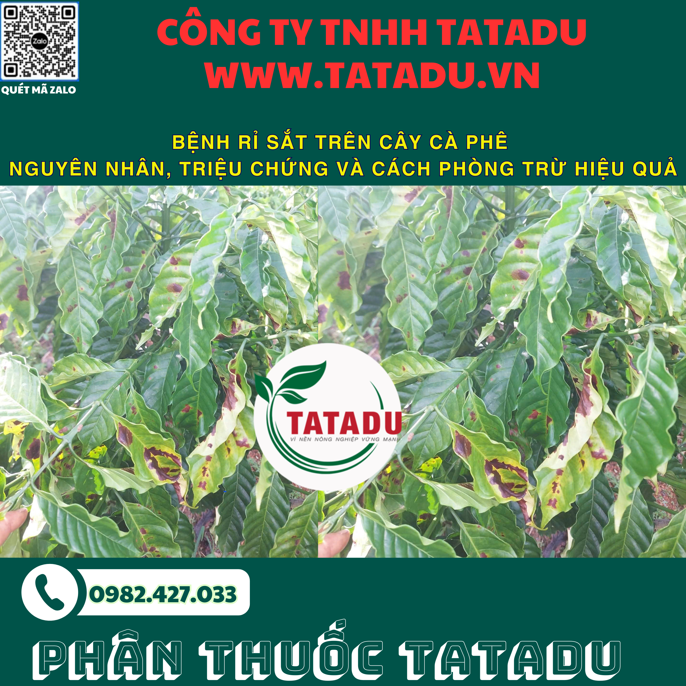 BENH RI SAT TREN CAY CA PHE NGUYEN NHAN TRIEU CHUNG VA CACH PHONG TRU HIEU QUA