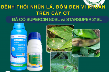 BỆNH THỐI NHŨN LÁ, ĐỐM ĐEN VI KHUẨN TRÊN CÂY ỚT – RẢI VÔI TRỰC TIẾP LÊN CÂY ỚT ĐƯỢC KHÔNG?