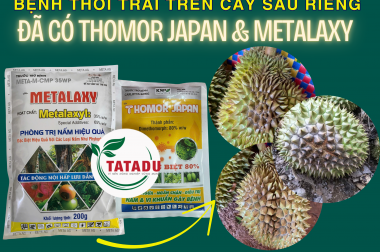 BỆNH THỐI TRÁI TRÊN CÂY SẦU RIÊNG – NGUYÊN NHÂN & CÁCH PHÒNG TRỊ HIỆU QUẢ