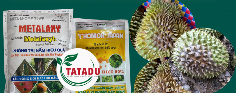 BENH THOI TRAI TREN CAY SAU RIENG NGUYEN NHAN CACH PHONG TRI HIEU QUA