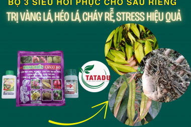 BỘ 3 SIÊU HỒI PHỤC CHO SẦU RIÊNG: TRỊ VÀNG LÁ, HÉO LÁ, CHÁY RỄ, STRESS HIỆU QUẢ