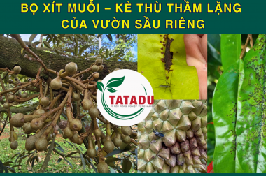 BỌ XÍT MUỖI – KẺ THÙ THẦM LẶNG CỦA VƯỜN SẦU RIÊNG
