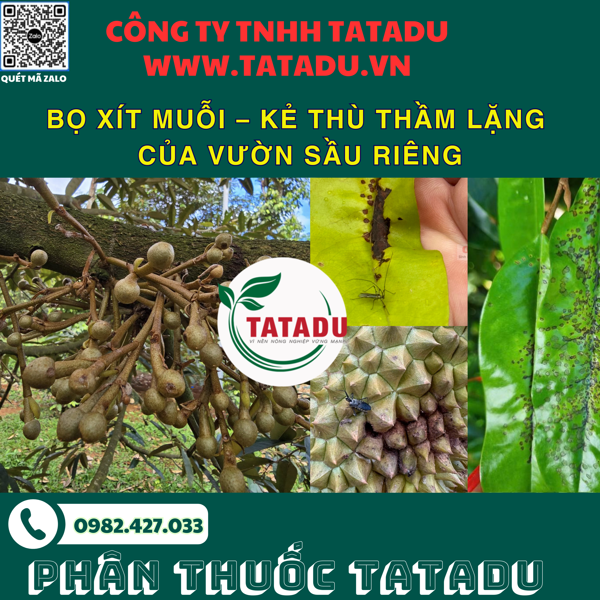 BO XIT MUOI – KE THU THAM LANG CUA VUON SAU RIENG