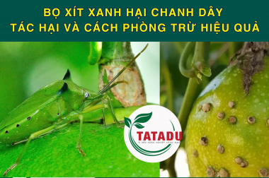 BỌ XÍT XANH HẠI CHANH DÂY – TÁC HẠI VÀ CÁCH PHÒNG TRỪ HIỆU QUẢ