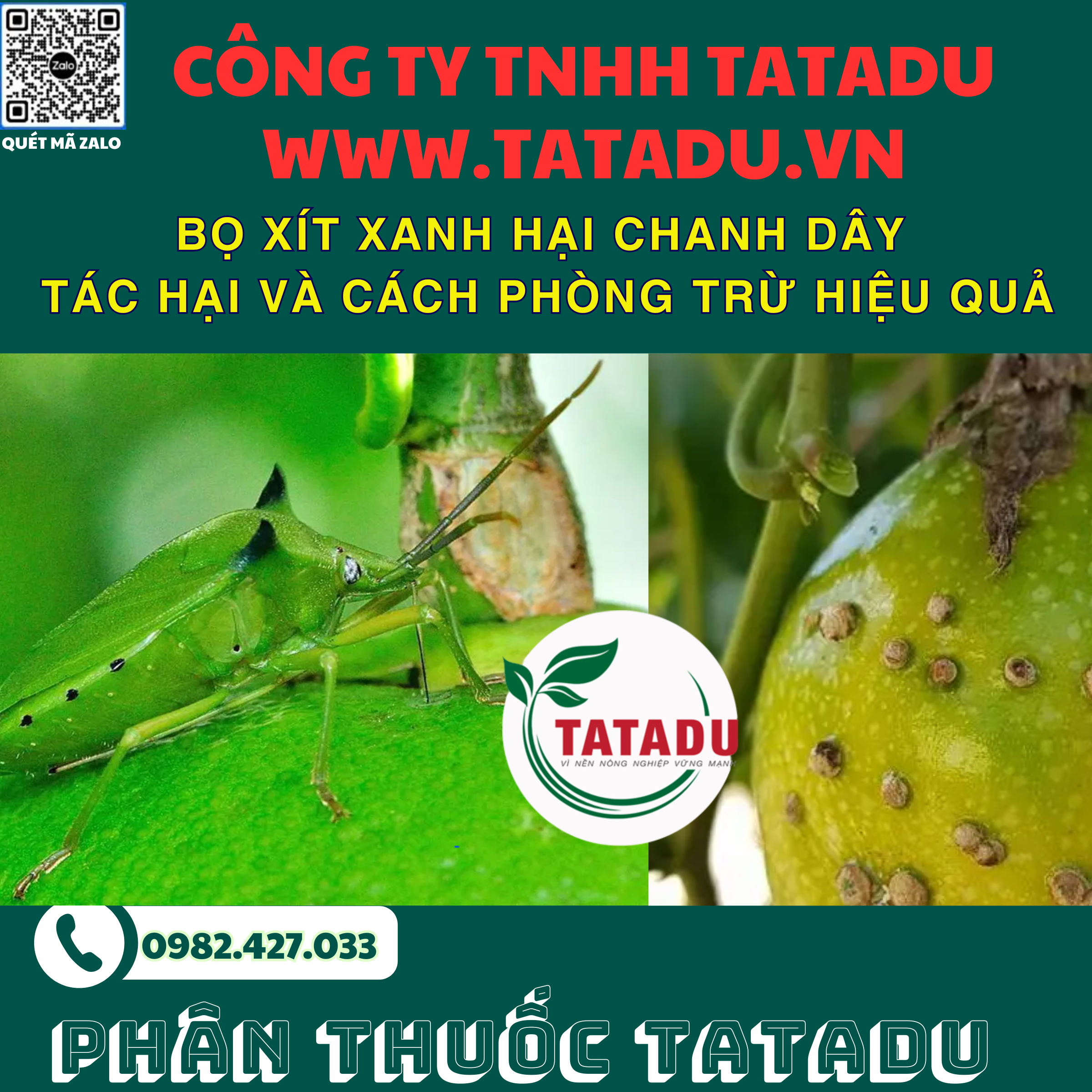 BO XIT XANH HAI CHANH DAY TAC HAI VA CACH PHONG TRU HIEU QUA