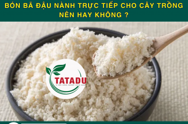 BÓN BÃ ĐẬU NÀNH TRỰC TIẾP CHO CÂY TRỒNG – NÊN HAY KHÔNG ?