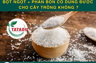 BỘT NGỌT + PHÂN BÓN CÓ DÙNG ĐƯỢC CHO CÂY TRỒNG KHÔNG ?