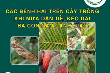 CÁC BỆNH HẠI TRÊN CÂY TRỒNG KHI MƯA DẦM DỀ, KÉO DÀI – BÀ CON CẦN CẢNH GIÁC!