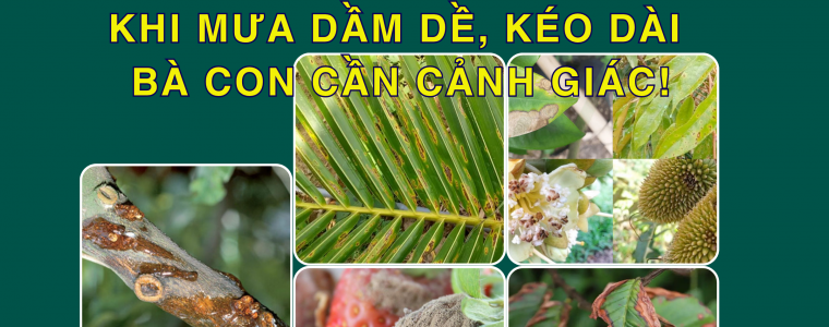 CAC BENH HAI TREN CAY TRONG KHI MUA DAM DE KEO DAI BA CON CAN CANH GIAC