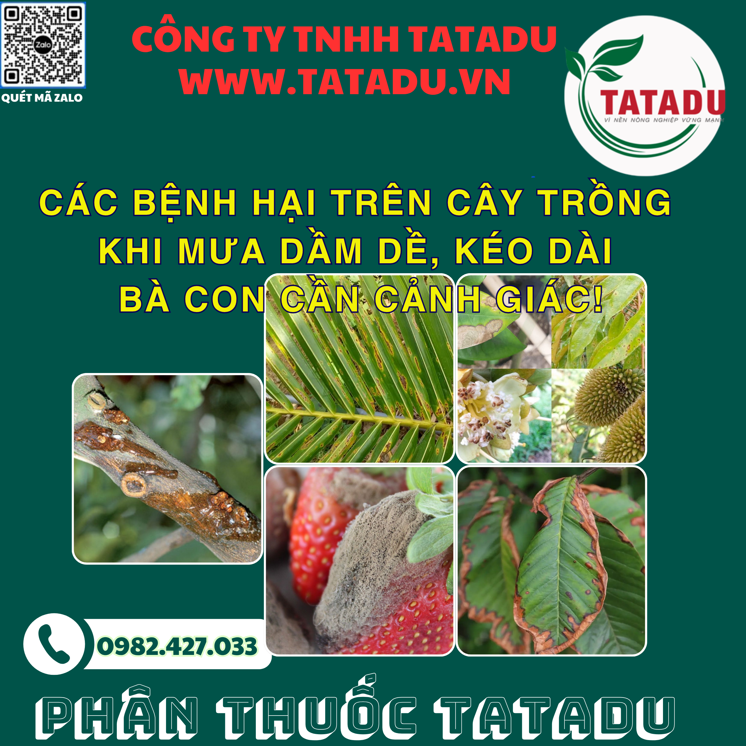 CAC BENH HAI TREN CAY TRONG KHI MUA DAM DE KEO DAI BA CON CAN CANH GIAC
