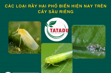 CÁC LOẠI RẦY HẠI PHỔ BIẾN HIỆN NAY TRÊN CÂY SẦU RIÊNG