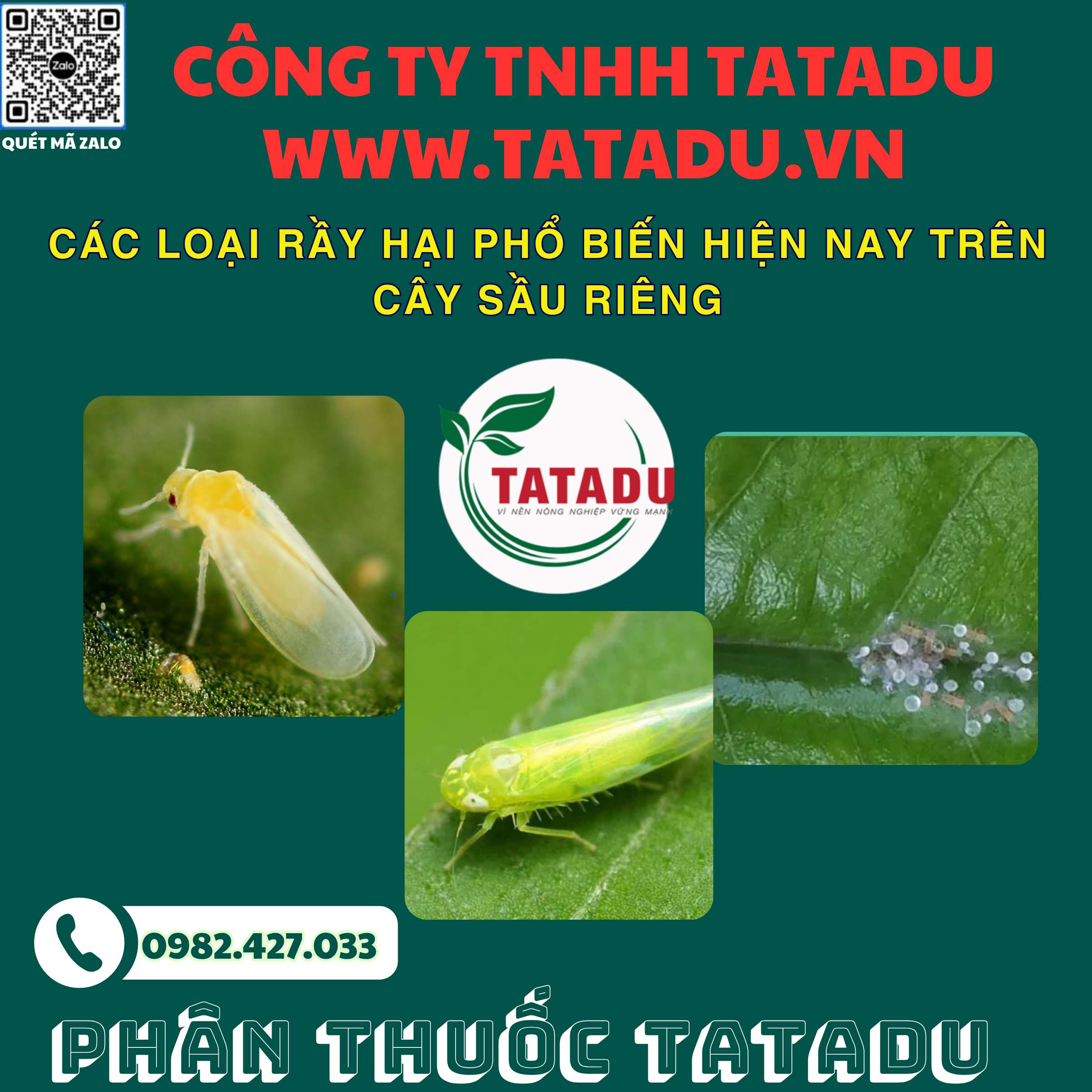 CAC LOAI RAY HAI PHO BIEN HIEN NAY TREN CAY SAU RIENG
