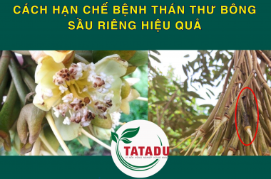 CÁCH HẠN CHẾ BỆNH THÁN THƯ BÔNG SẦU RIÊNG HIỆU QUẢ