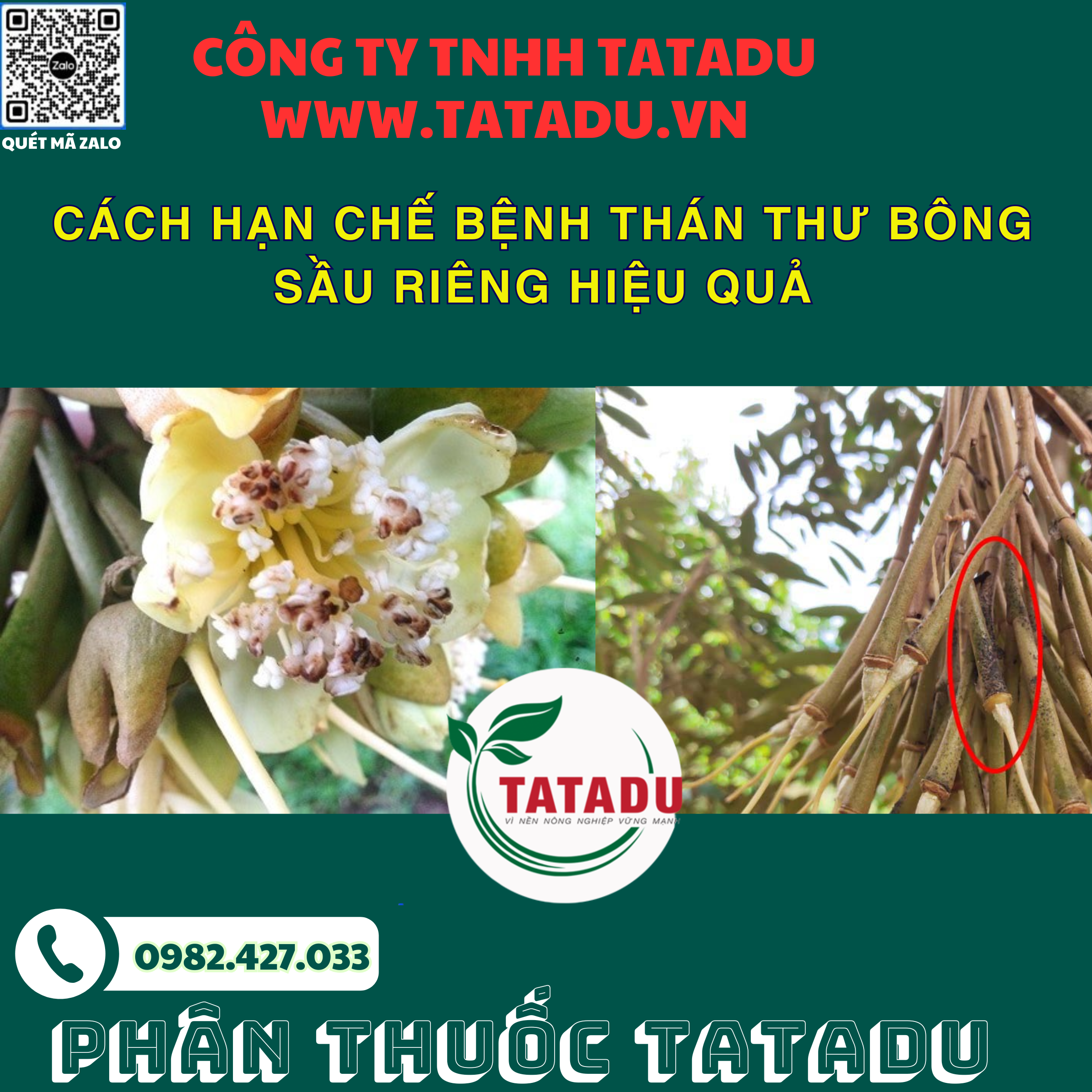CACH HAN CHE BENH THAN THU BONG SAU RIENG HIEU QUA