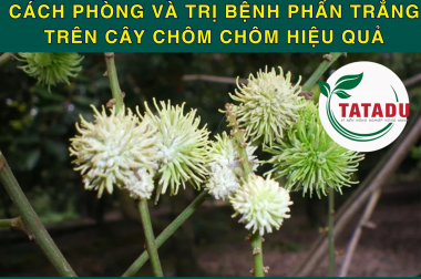 CÁCH PHÒNG VÀ TRỊ BỆNH PHẤN TRẮNG TRÊN CÂY CHÔM CHÔM HIỆU QUẢ